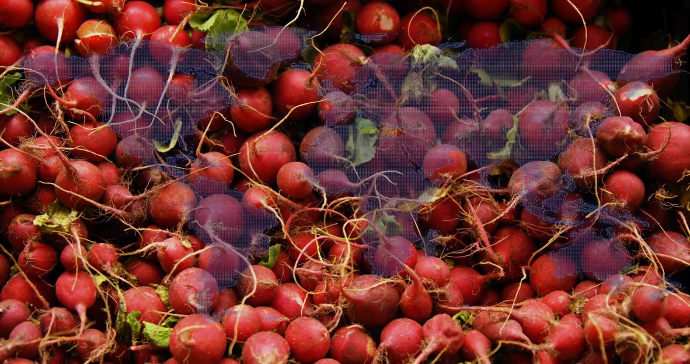 Fresh Radishes with Digital World Map Overlay