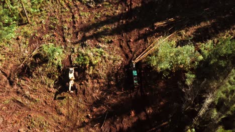 skidders que mueven troncos largos de pinos a través de terrenos boscosos fangosos, aéreos
