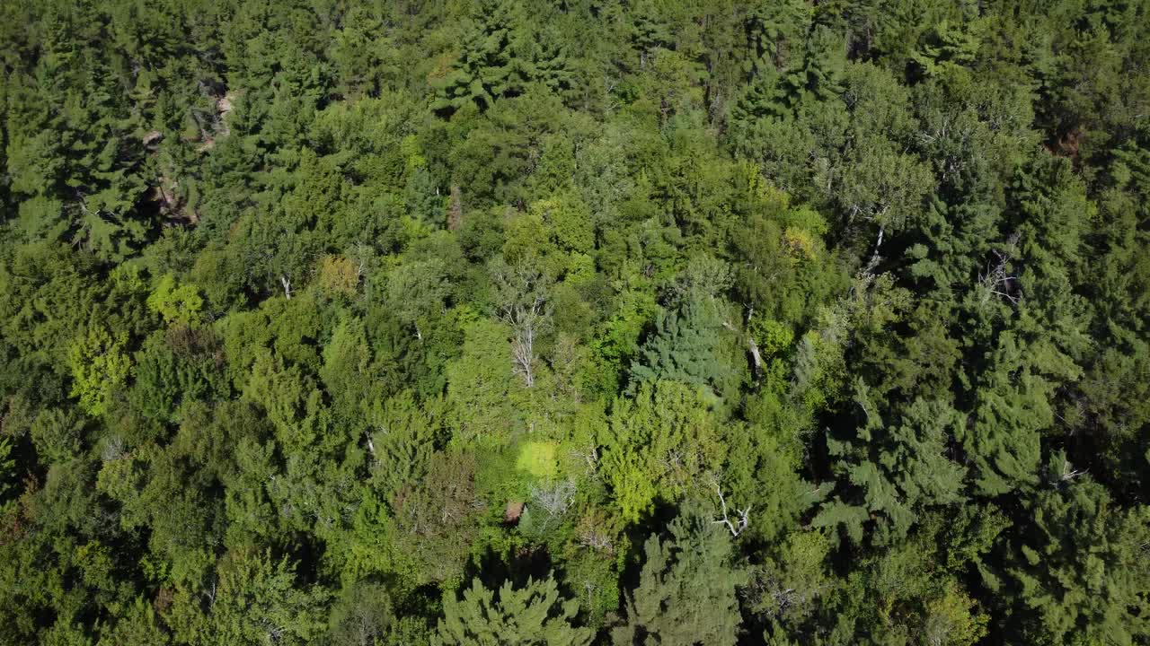 vista aérea de densos bosques con colinas onduladas en el parque de killarney, canadá