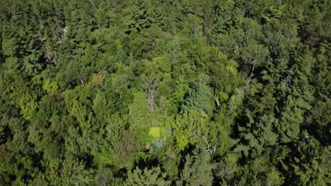 Aerial-view-of-dense-forests-with-rolling-hills-in-Killarney-Park,-Canada