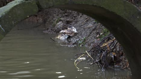 rats searching food on dirty drainage canal on garbage near polluted water collector