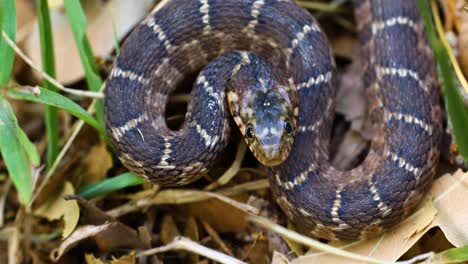 Video-Estático-De-Una-Serpiente-De-Agua-De-Vientre-Plano-Juvenil-Nerodia-Erythrogaster