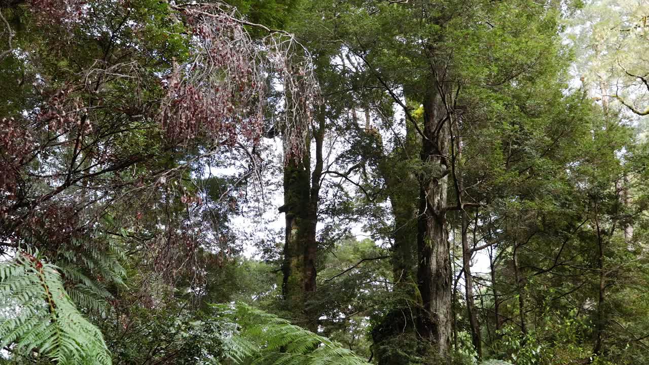 follaje denso y árboles altos en un bosque sereno