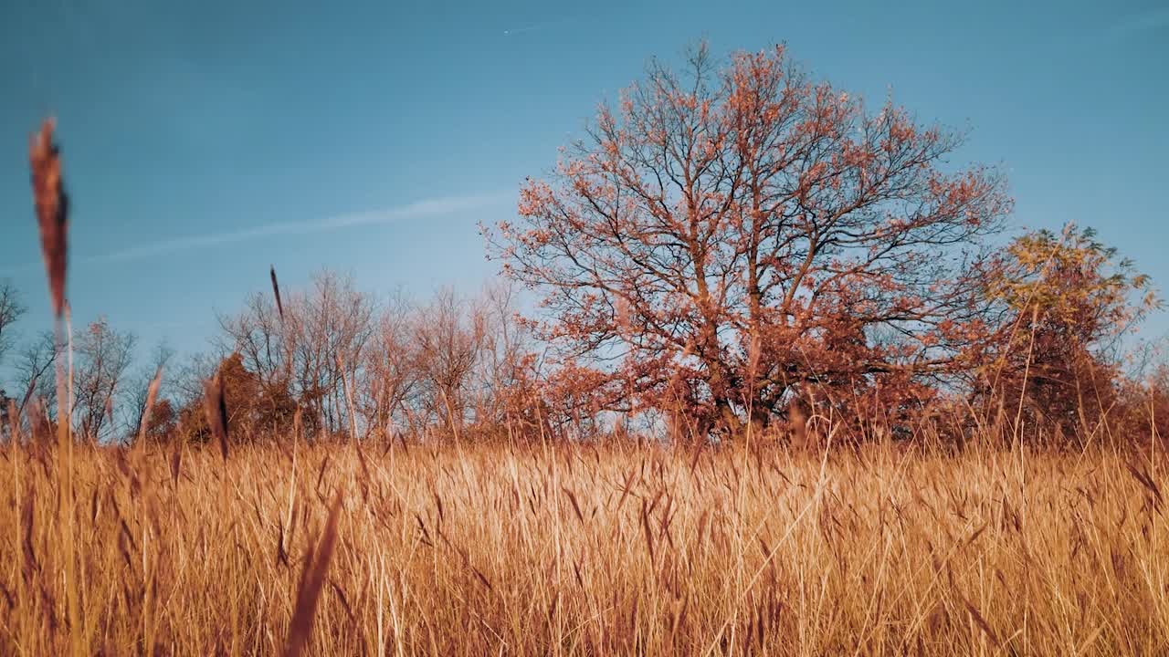 La zona più bassa vista dal prato con un grande albero.