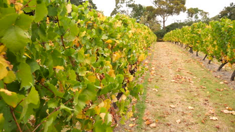 caminando por un viñedo en una bodega