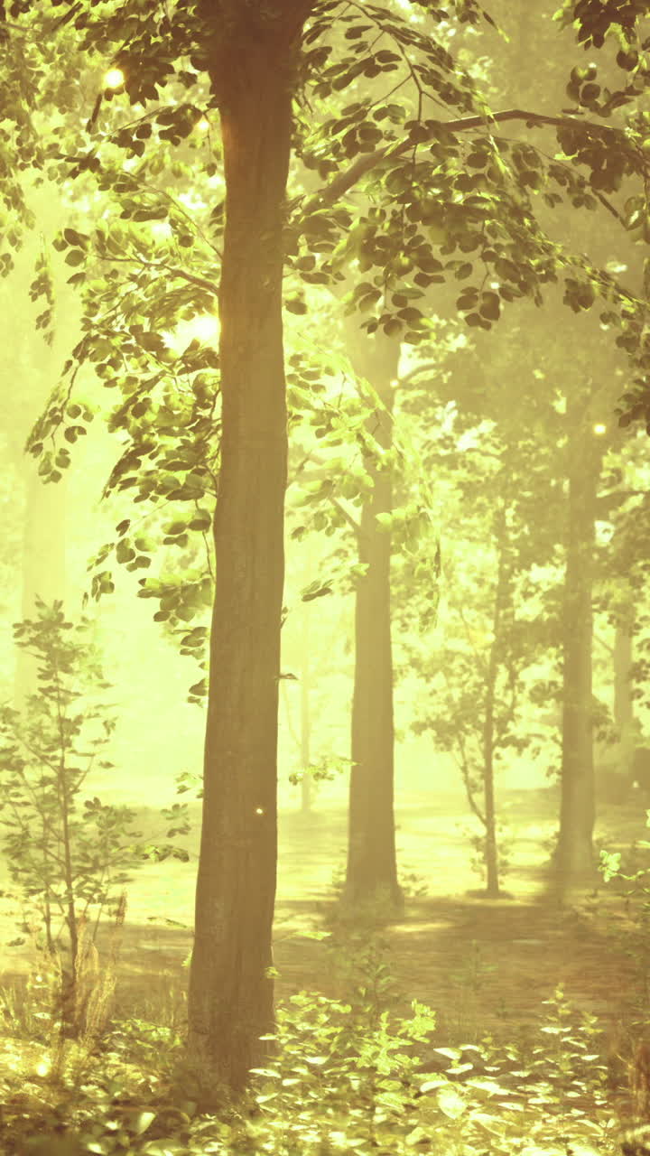 Sunlight filtering through trees in a lush forest during late afternoon