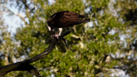 osprey eating lunch at city park in new orleans, la