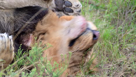 león africano con sangre en la barbilla, relajándose, molestándose con las moscas