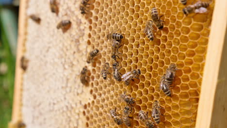 a frame with light wax honey combs and some bees walking by them. half of the frame is sealed. frame ready for honey extraction. close up.