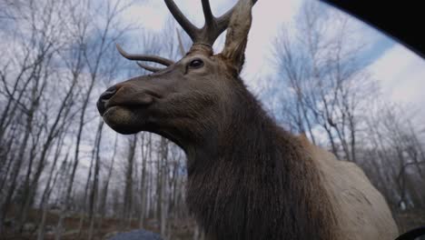 alimentación manual de un alce con zanahoria en el parque omega - parque safari en quebec, canadá - ángulo bajo, cámara lenta