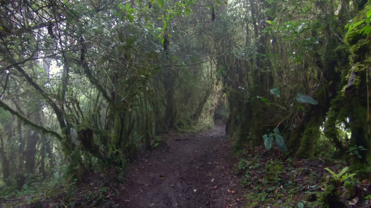 Mysterious forest trail path exotic South America nature fauna outdoor