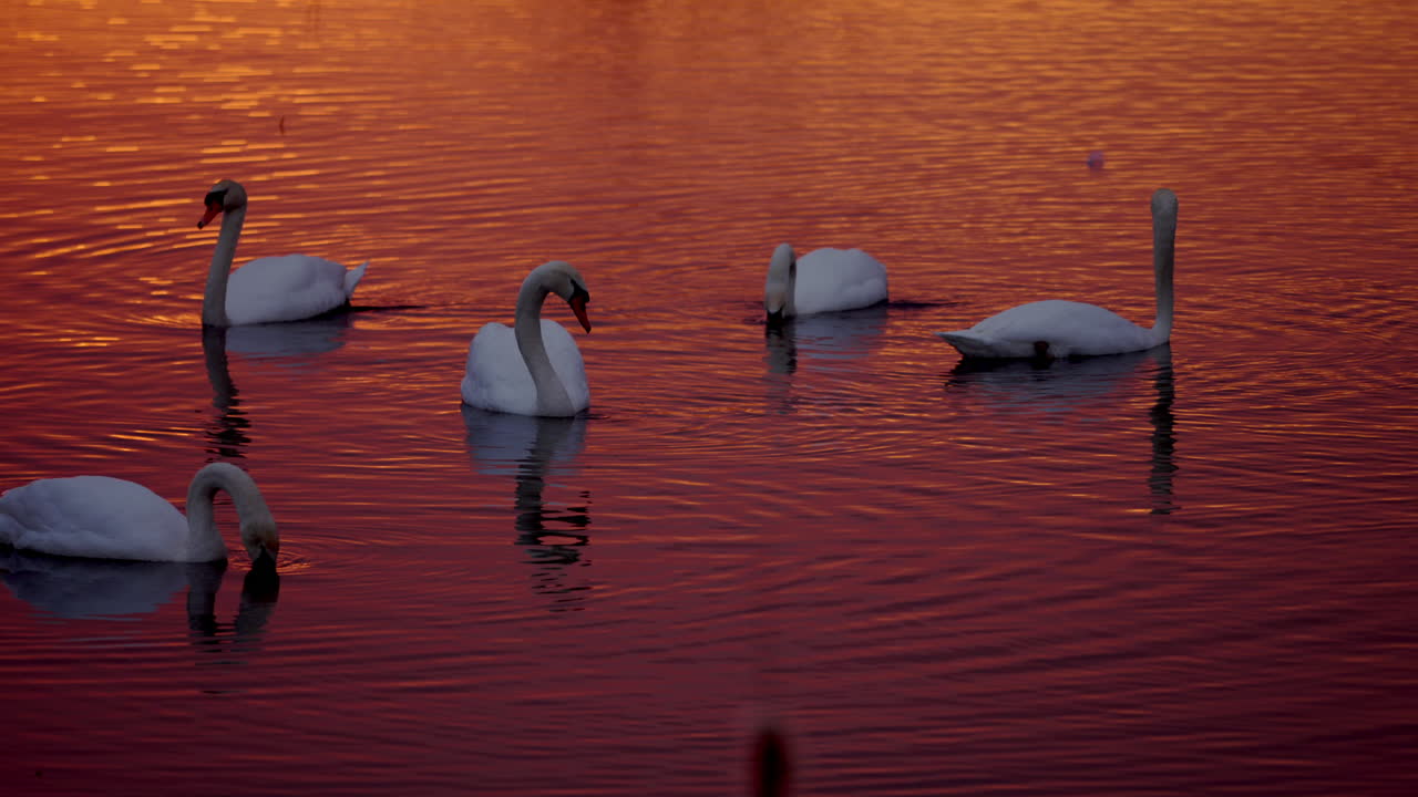 Swans float in slow motion on a pond under the golden hues of an extraordinary sunrise.