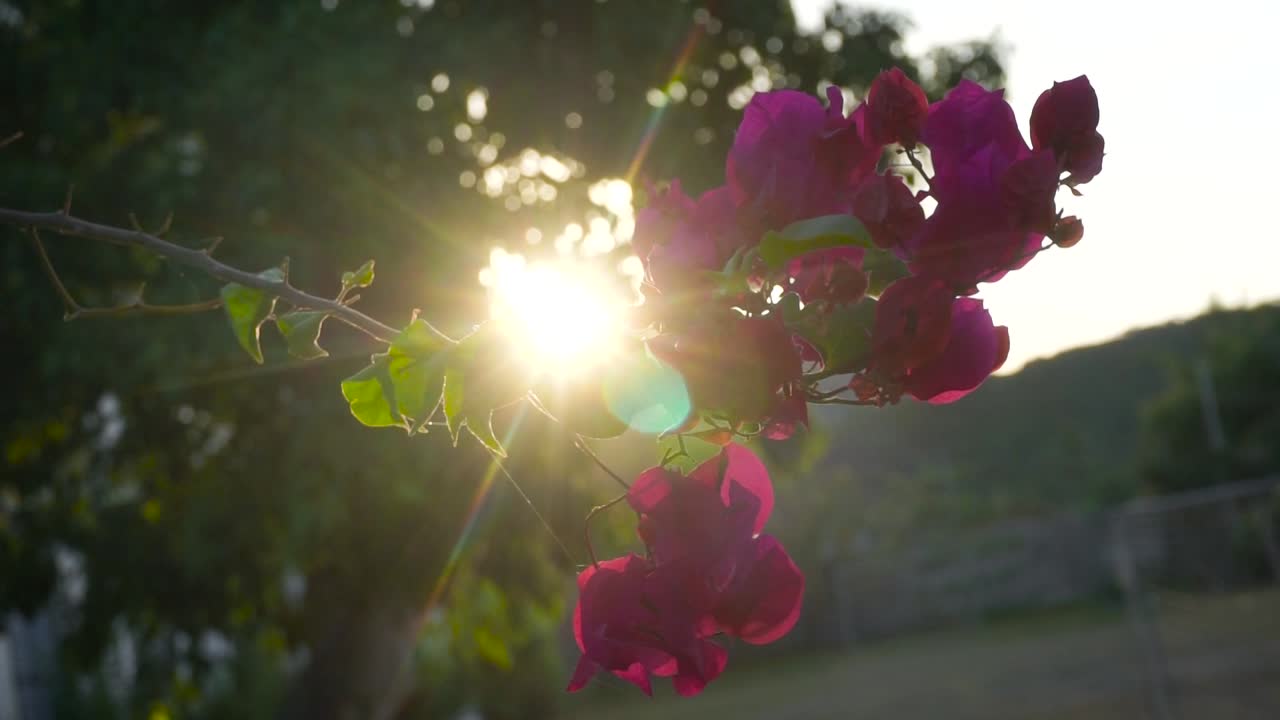 Iconic flower of Asia with sun flares from the sunrise