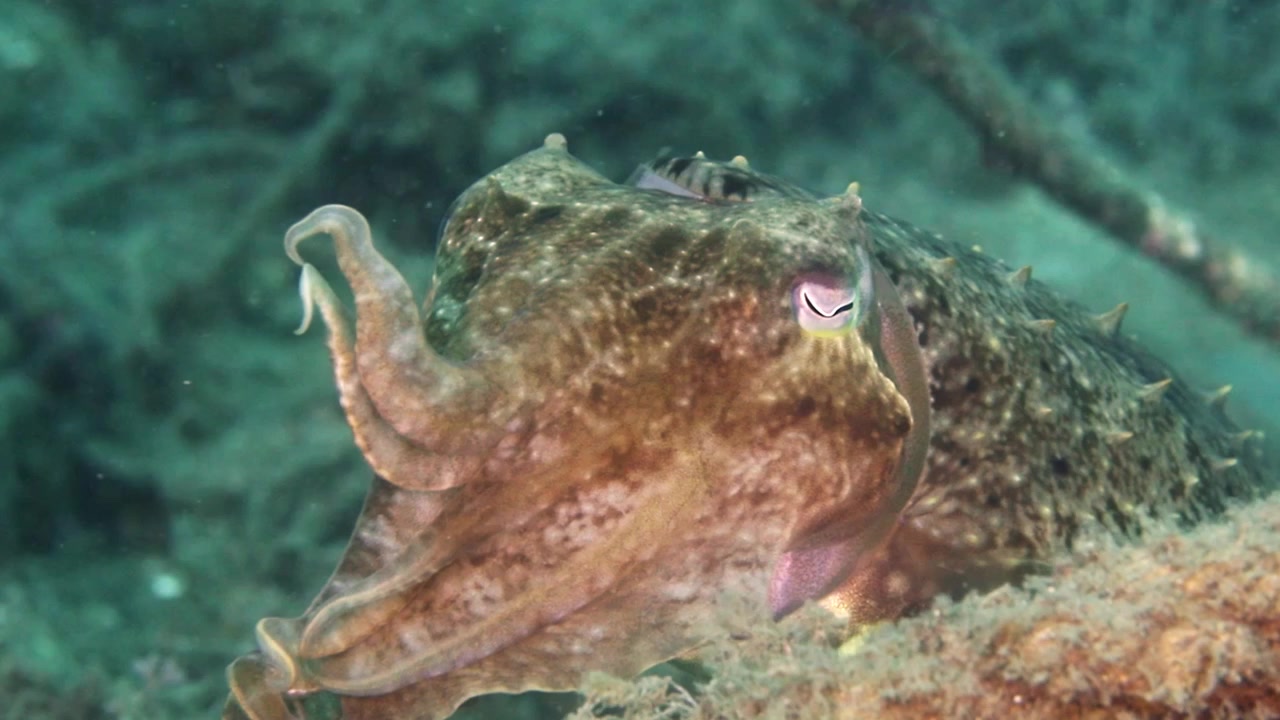 Filmato ravvicinato 4K di una seppia che mostra il suo camuffamento naturale su una barriera corallina a Raja Ampat, Indonesia. Splendida fauna marina tropicale