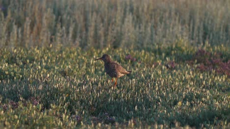 Gemeiner-Rotschenkel---Tringa-Totanus---Fütterung-Auf-Einer-Wiese-Auf-Einer-Herbstwanderung-Texel,-Niederlande