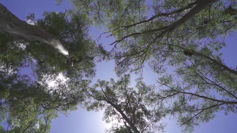 ángulo bajo, vista en cámara lenta de los árboles en un bosque al mediodía