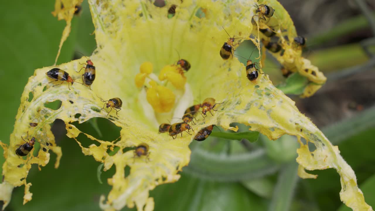 infestación de escarabajos de calabaza de bandas destruyen la flor de calabasa amarilla masticando agujeros