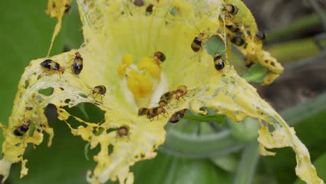 La-Infestación-De-Escarabajos-De-Calabaza-Con-Bandas-Destruye-La-Flor-De-Calabaza-Amarilla-Masticando-Agujeros