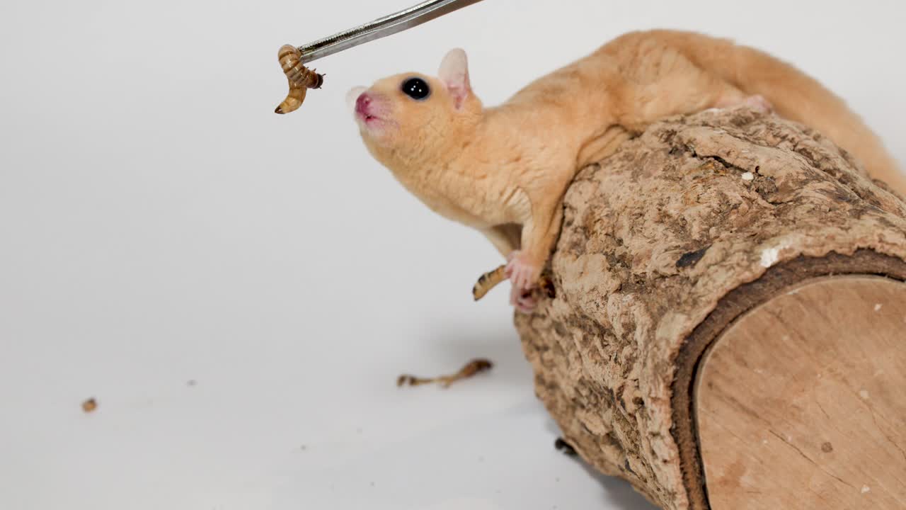Primo piano di un petauro dello zucchero su un tronco di legno che mangia un verme della farina con delle pinzette in un ambiente luminoso da studio