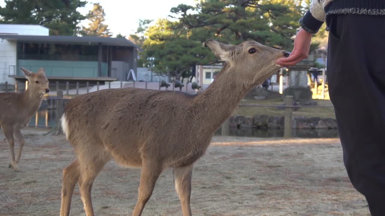 Raindeer park in Japan.