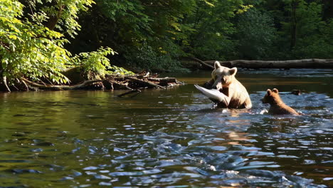 brown bears and cubs playing in a river