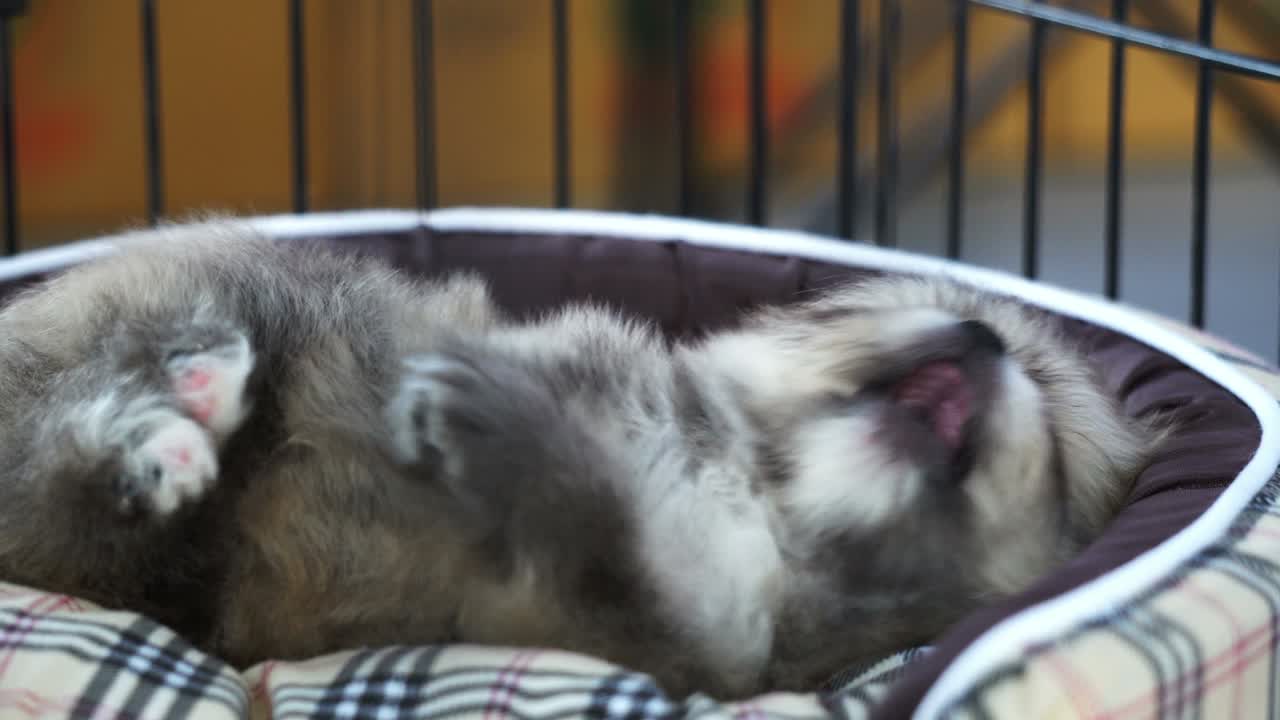 Una mano che gioca con cuccioli addormentati 4K