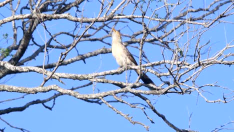 un cuco guira posado en una rama alta de un árbol, con ramas sin hojas y un cielo azul limpio en el fondo