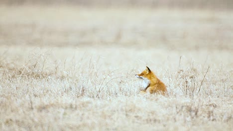 fox is looking for food in dry grass savanna very high temperature