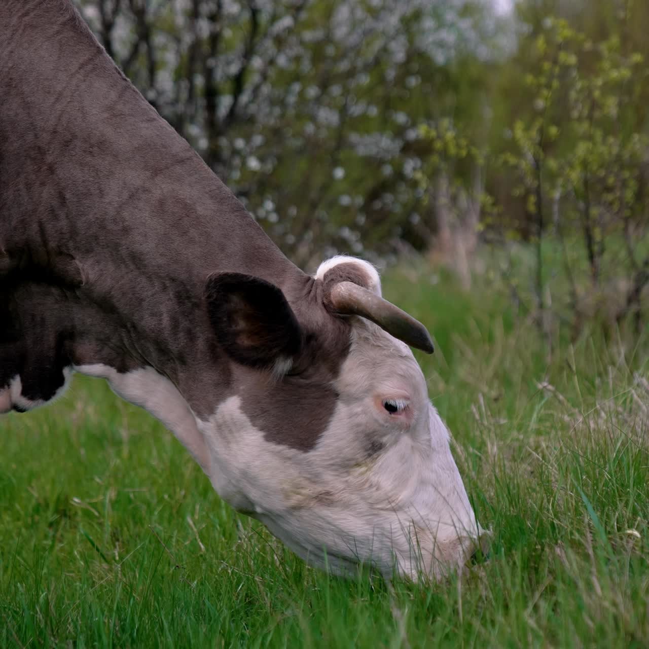 Cow grazing on a meadow. Cattle standing in a green field