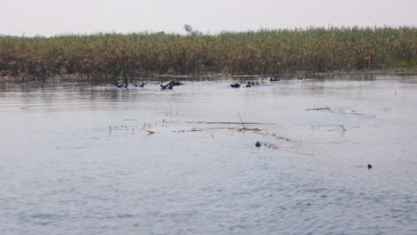 Bloat-Of-Hippopotamus-Swim-And-Submerged-Body-At-Cuando-River-Seen-From-Boat-Tour-In-Namibia,-Africa