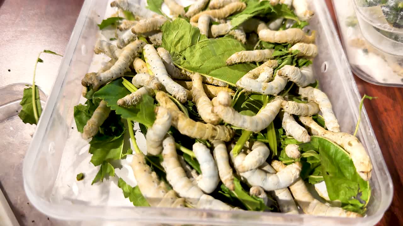 플라스틱 용기에 잎을 먹는 실크 벌레