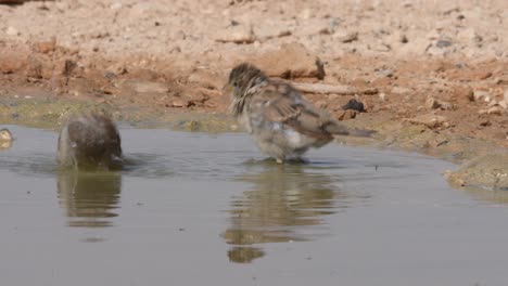 an immature house sparrow bathing in a puddle in the desert