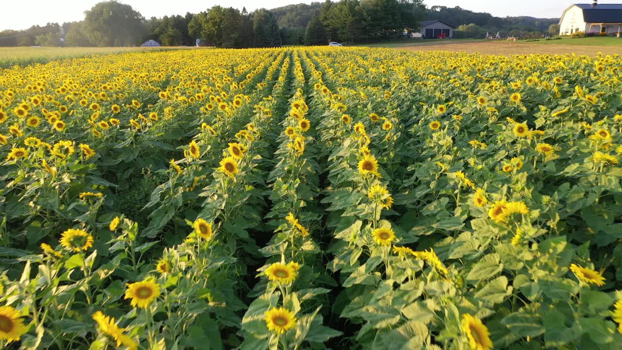 vista aérea de un campo de girasoles