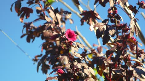 roselle flowers with blue sky - hibiscus sabdariffa in the garden - australia