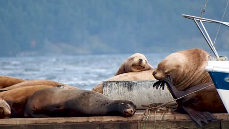 sea lions on a dock scratching his face