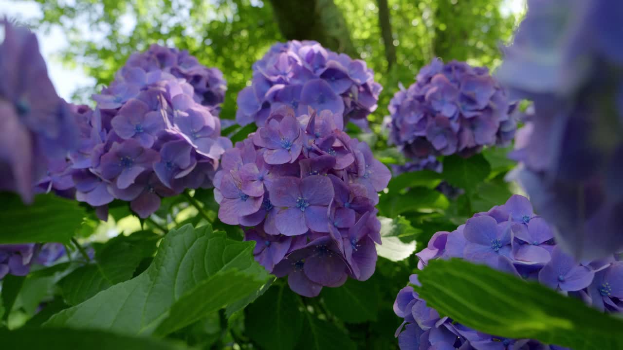Beautiful push out shot over full blooming Hydrangeas in green nature