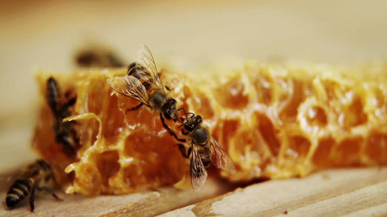 Api su un pezzo di favo fresco