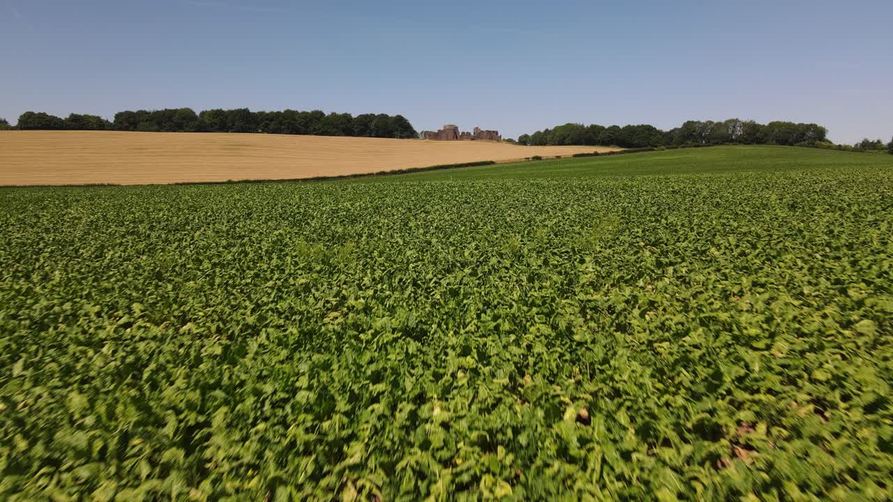 Drönare glider över sommargrön vegetation mot ett gyllene vetefält med slottsruiner i fjärran. Naturskönt lantligt landskap i Wales, perfekt för historia, resor, natur eller filmisk bakgrund.