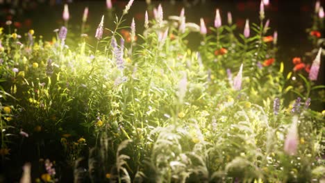 wild flowers in the field