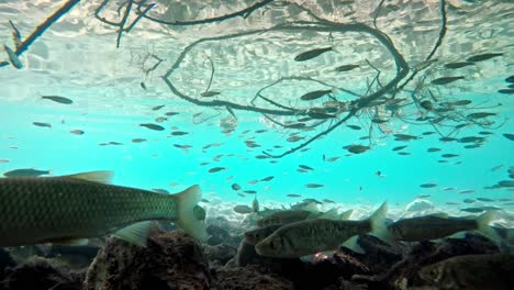 fish swimming in very clear and transparent shallow water