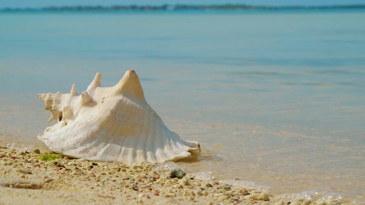 Washed Up Empty Conch Lying On The Sandy Shore Of A Calm Beach In Bonaire