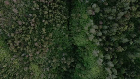 overhead drone view of dense tropical rainforest with a ravine running through the middle