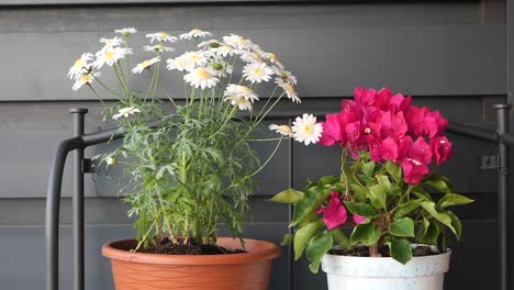 flores blancas y rosas en macetas
