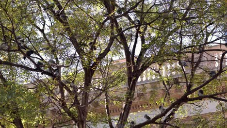 pájaros posados en árboles cerca del edificio