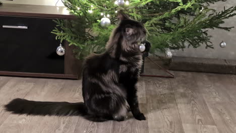 el gato gris de pelo largo juega rascando y mordiendo bolas de decoración de árboles de navidad