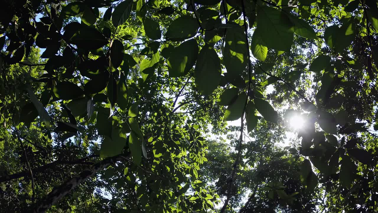 A video captures a serene upward view of sunlight filtering through lush green leaves