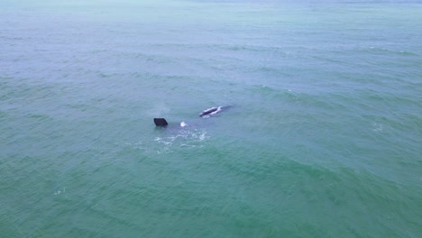 ballenas francas flotando, mamá y bebé, soplando agua