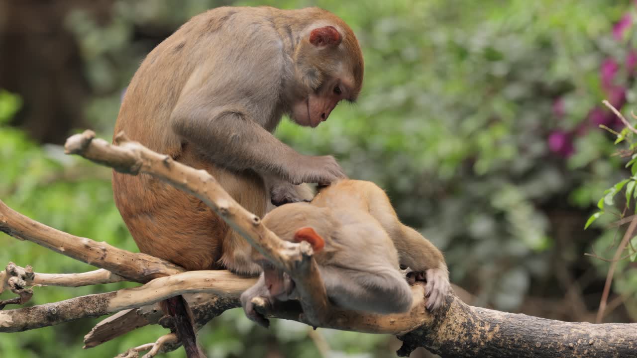 los macacos constituyen un género (macaca) de monos gregarios. los macacos se encuentran en una variedad de hábitats en todo el continente asiático y son altamente adaptables.