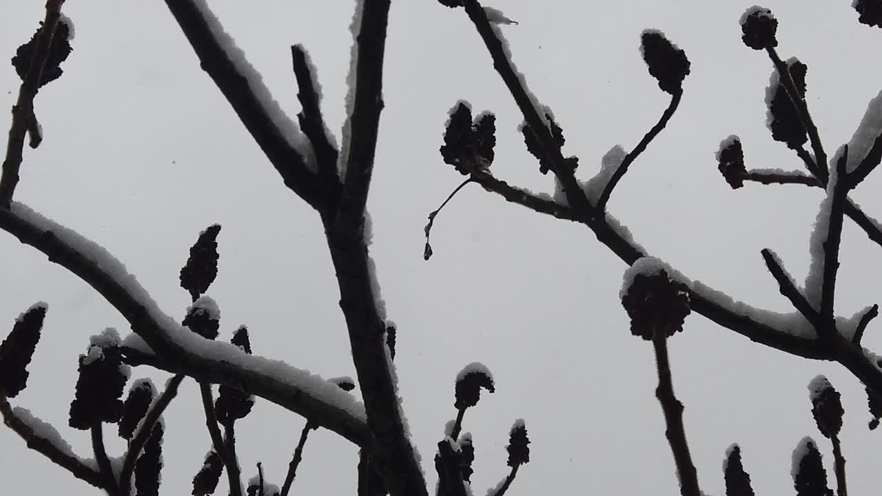 나뭇가지와 나뭇잎이 눈으로 뒤덮이는 것과 같은 고해상도 세부 사항으로 숲의 눈보라