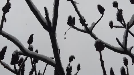 snowstorm in the forest, in high resolution details like branches and leaves getting covered in snow